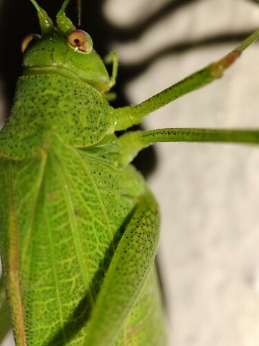 Grasshopper macro